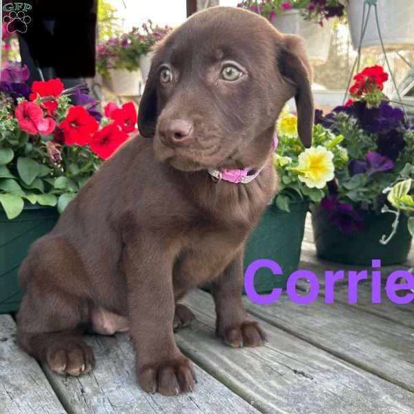 Corrie, Chocolate Labrador Retriever Puppy